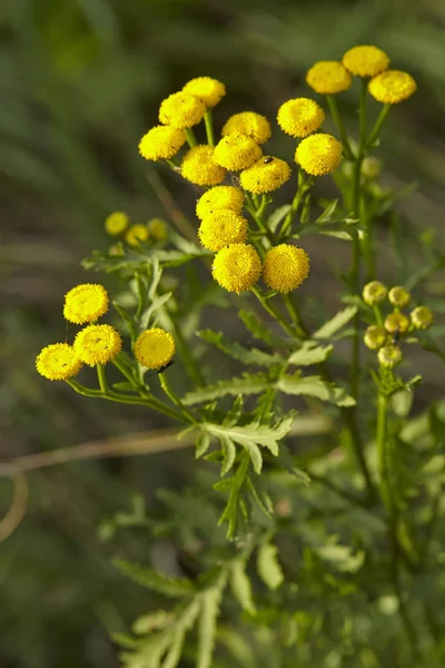 Fleur Jaune Une Tanaisie Tanacetum Vulgare Avec Beaucoup Petites Fleurs — Photo