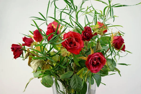 Bloemblaadjes Rozen Bloemen Bloeien — Stockfoto