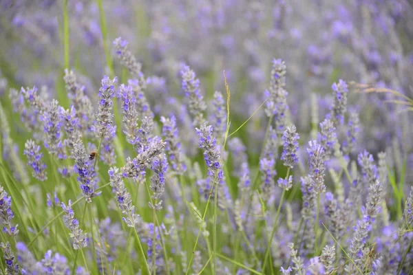 Flor Lavanda Espanha — Fotografia de Stock