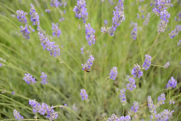 Lavendelblüte Spanien — Stockfoto