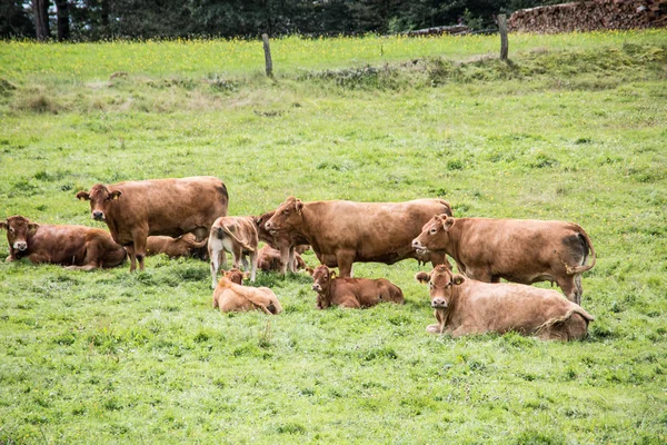Sığırlar Otlakta Dinlenir — Stok fotoğraf