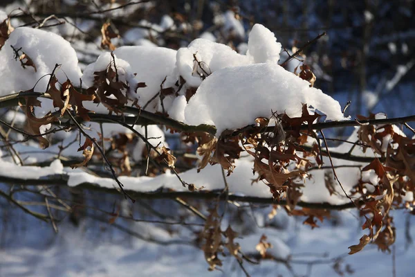 雪の中のオークの枝 — ストック写真