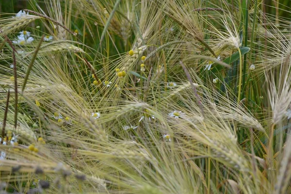 Barley Agriculture Grain Cereal — Stock Photo, Image