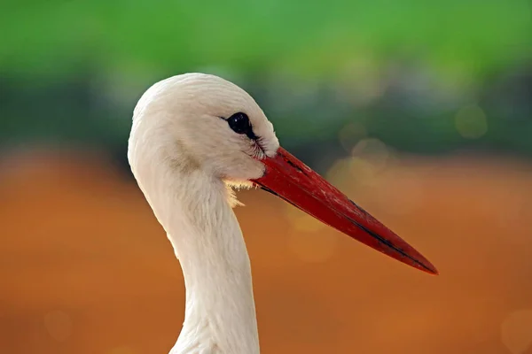 Schilderachtig Uitzicht Witte Ooievaar Bij Wilde Natuur — Stockfoto