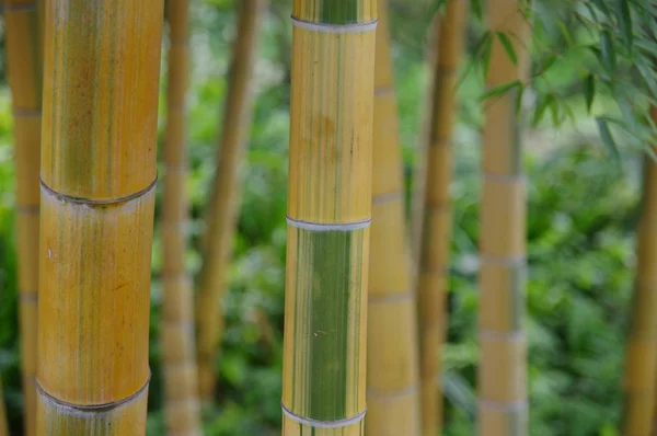 Bambú Jardín — Foto de Stock