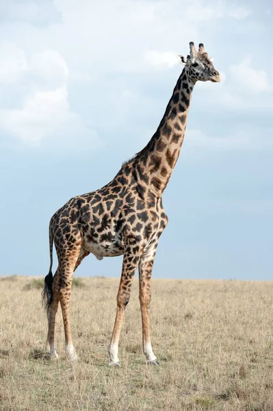 Giraffa Nel Parco Nazionale Masai Mara — Foto Stock