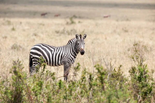 Zebra Largo África — Fotografia de Stock