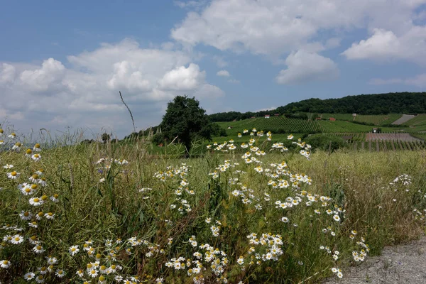 Vinodling Nära Falkenstein Schweinfurt Län — Stockfoto