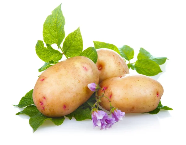 Caldo Patatas Maduras Vegetales Con Hojas Verdes Aisladas Sobre Fondo — Foto de Stock