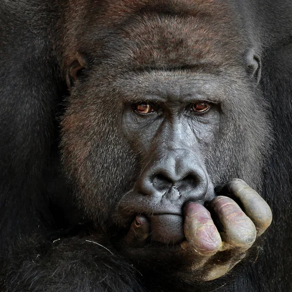 Primatdjur Gorillapa Apa — Stockfoto