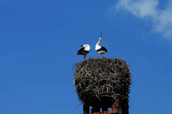 Čáp Pták Divočině Natura Fauna — Stock fotografie