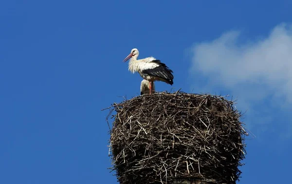 Aves Silvestres Fauna Natural Cigüeña — Foto de Stock