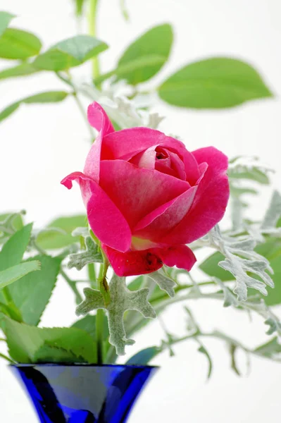 Różowa Róża Niebieskim Wazonem — Zdjęcie stockowe