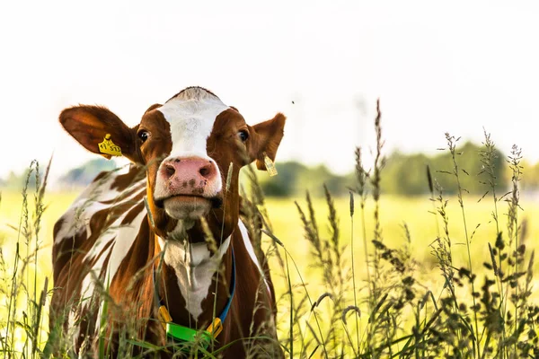 Vaca Curiosa Que Mira Que Más Gusta Deriva Con Cámara — Foto de Stock