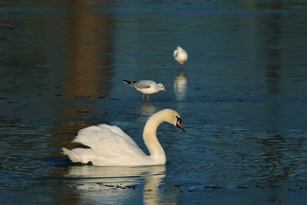 氷の穴の中の白鳥 — ストック写真