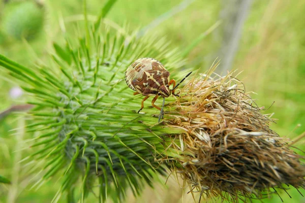 Primer Plano Error Naturaleza Salvaje — Foto de Stock