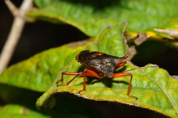 Gros Plan Bug Nature Sauvage — Photo