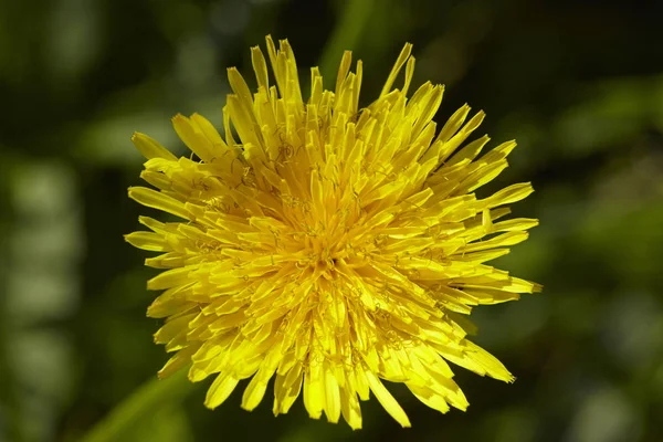 Une Floraison Pissenlit Officinal Taraxacum Officinale Pris Devant Une Herbe — Photo