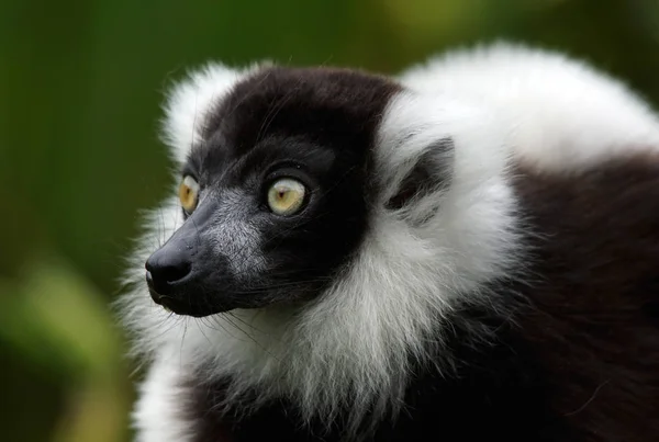 Close Van Een Schattige Maki — Stockfoto