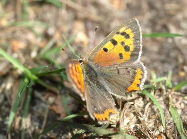 Vue Rapprochée Belle Exotique Faiblir — Photo