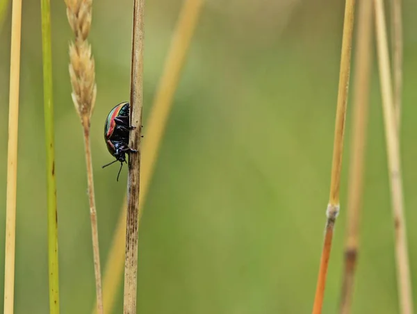 Coléoptère Arc Ciel Chrysolina Cerealis Sur Herbe — Photo