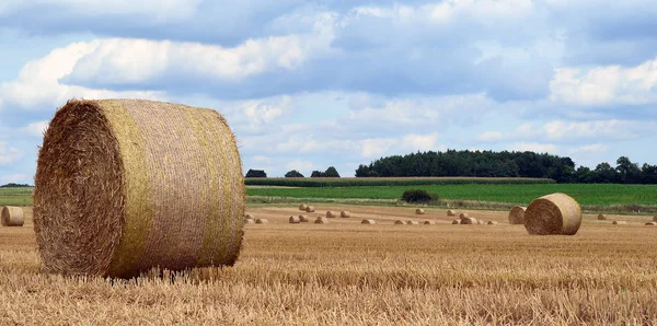 Festői Kilátás Mezőgazdaságra Szelektív Fókusz — Stock Fotó