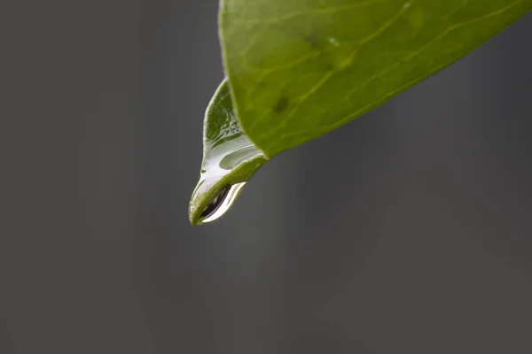 Hermoso Plano Botánico Fondo Pantalla Natural — Foto de Stock