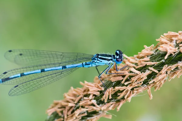 Insetto Libellula Piccolo Insetto Con Ali Natura — Foto Stock