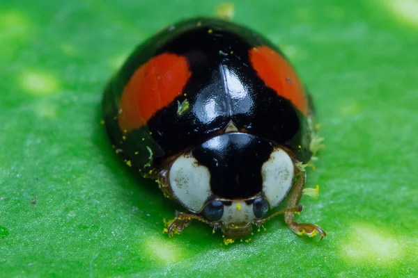 Vista Cerca Lindo Insecto Mariquita — Foto de Stock