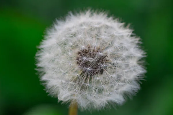 天然のタンポポの花の美しい景色 — ストック写真