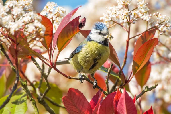 Vogel Thema Außenschuss — Stockfoto