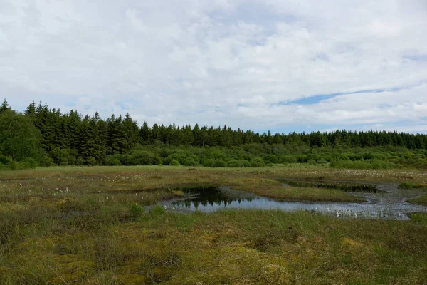 Reserve Hohes Venn Hautes Fagnes Belgium — стоковое фото