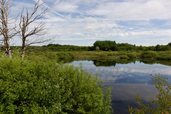 Στο Απόθεμα Των Hautes Fagnes Hautes Fagnes Belgium — Φωτογραφία Αρχείου