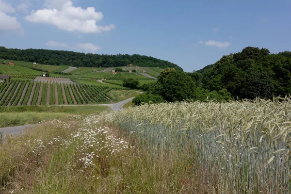 Vinodling Falkenstein Distriktet Schweinfurt — Stockfoto