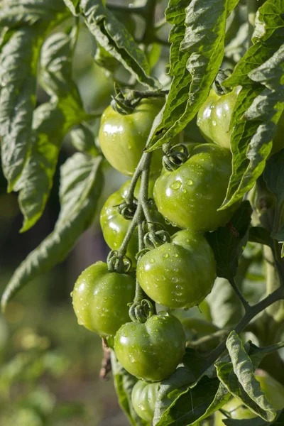 stock image Green Tomatoes in a garden