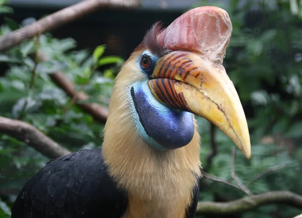 Vista Panorámica Hermoso Pájaro Naturaleza — Foto de Stock