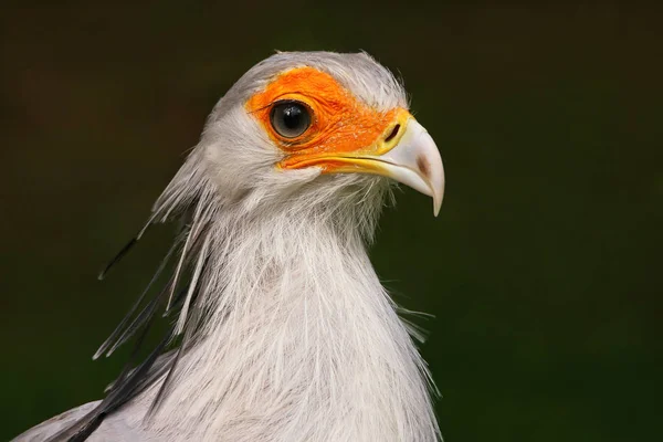 Tema Las Aves Disparadas Aire Libre — Foto de Stock