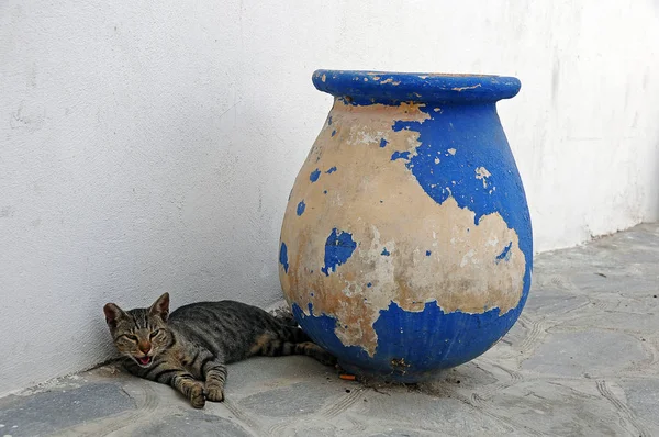 Кошка Глиняный Горшок — стоковое фото