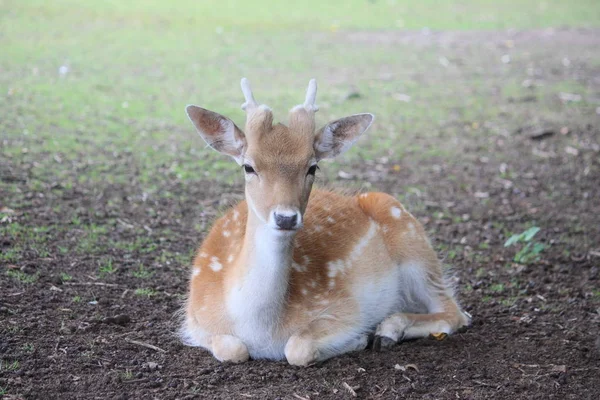 Ciervos Animales Mamíferos Naturaleza —  Fotos de Stock