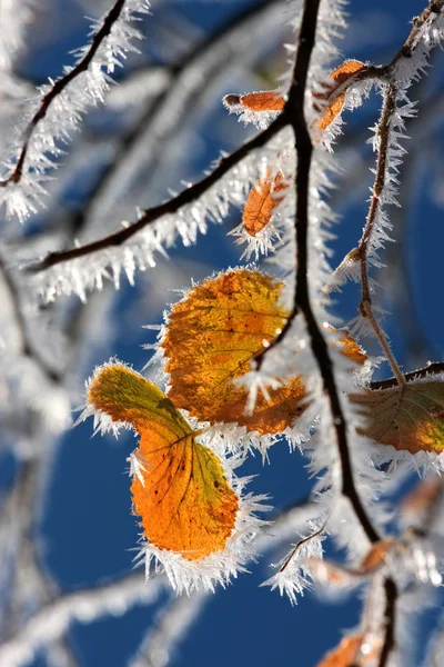 Winterachtergrond Met Sneeuw — Stockfoto