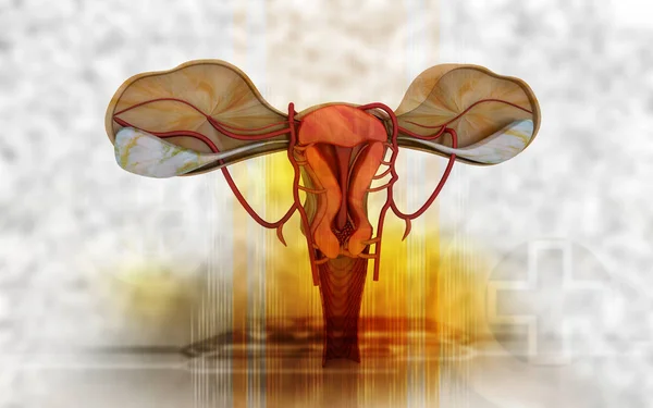 Ilustração Digital Uterus Fundo Colorido — Fotografia de Stock