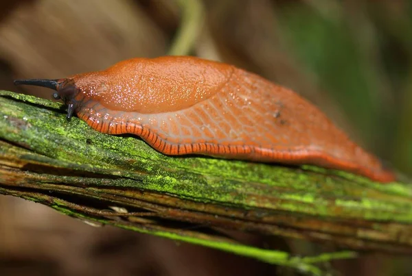 Gros Plan Bug Nature Sauvage — Photo