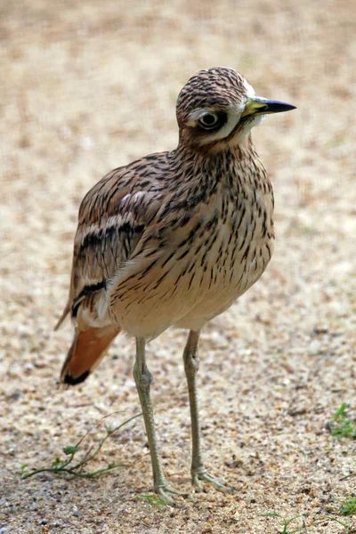 Vogelbeobachtung Niedlicher Vogel Wilder Natur — Stockfoto