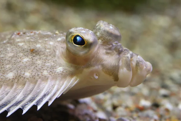 Eine Nahaufnahme Eines Gemeinen Frosches — Stockfoto