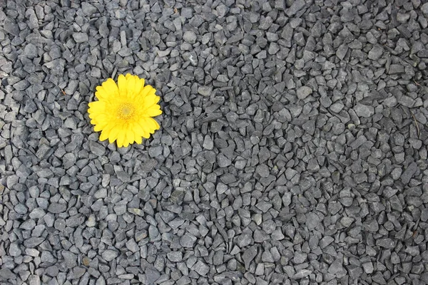 Gerbera Kwiat Kamień Tło Pozioma — Zdjęcie stockowe