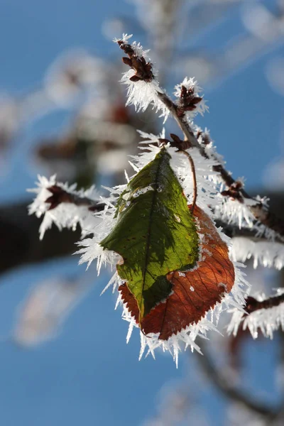 Paisagem Inverno Com Árvores Cobertas Neve — Fotografia de Stock