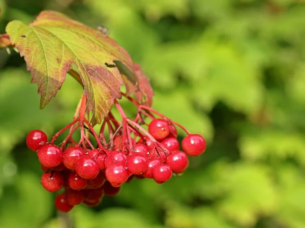 Frutas Bola Neve Comum Viburnum Opulus — Fotografia de Stock