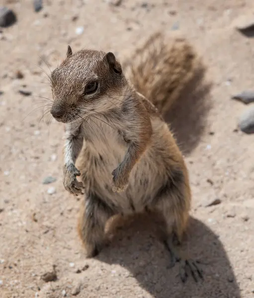 Ekorrdjur Fluffig Gnagare — Stockfoto