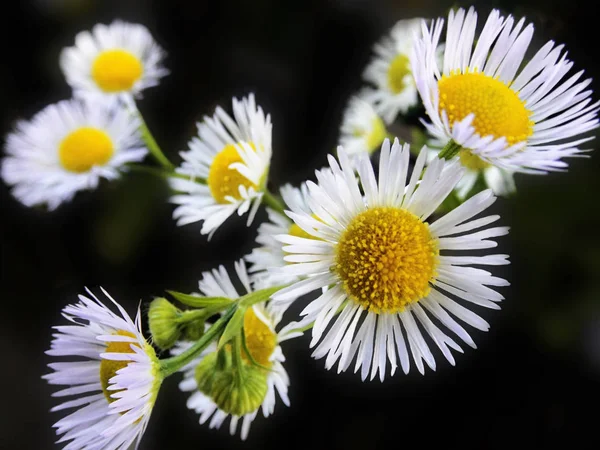 Flores Margarita Blanca Sobre Fondo Negro — Foto de Stock