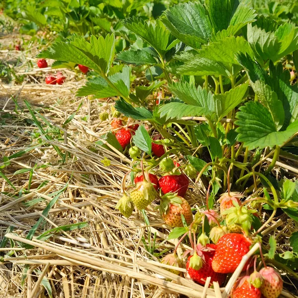Fresh Strawberries Field — Stock Photo, Image